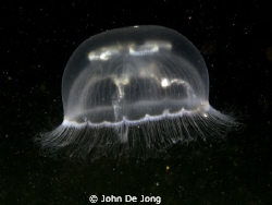 UFO !!!!!!

These jellyfish looks like an Ufo in space.... by John De Jong 